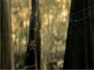 In the Midst of Lions - The Machine - Vidéo